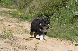 CHIEN FINNOIS DE LAPONIE 047
